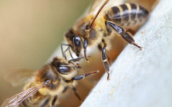 Las abejas