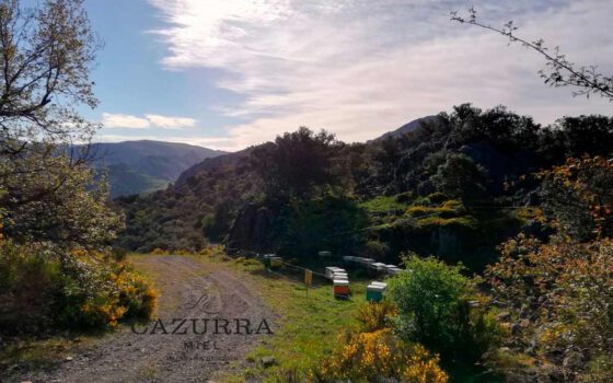 Miel de Bosque Pura de Miel La Cazurra - Recolectada de manera artesanal