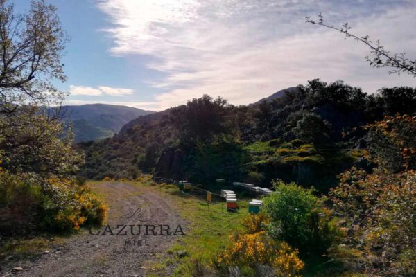 Miel de Bosque Pura de Miel La Cazurra - Recolectada de manera artesanal